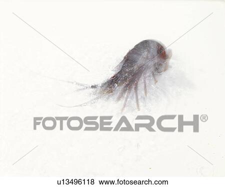 Spiny Lobster View Large Photo Image Stock Photo - Spiny Lobster. Fotosearch