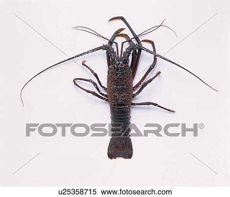 Stock Photography - Spiny Lobster. Fotosearch