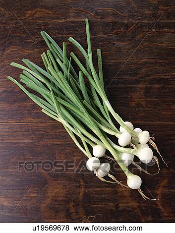 Spring Onion View Large Photo Image Stock Photo - Spring Onion. Fotosearch
