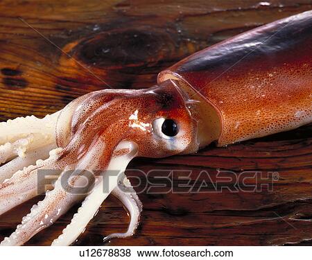 Squid View Large Photo Image Stock Photo - Squid. Fotosearch