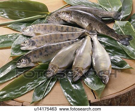 Stock Image - Sweetfish, Landlocked Salmon, Rainbow Trout. Fotosearch