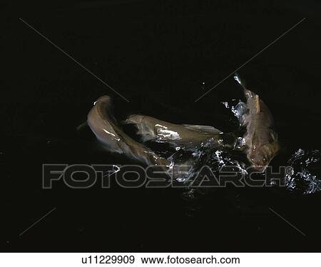 Sweetfish View Large Photo Image Stock Photo - Sweetfish. Fotosearch