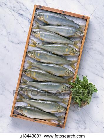 Sweetfish View Large Photo Image Stock Photo - Sweetfish. Fotosearch