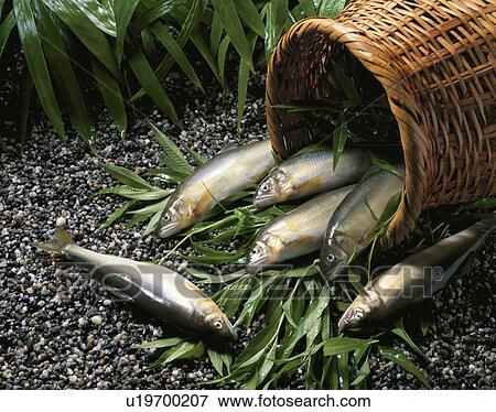 Stock Photo - Sweetfish. Fotosearch