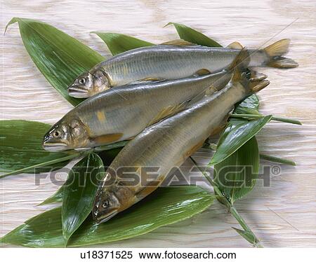 Sweetfish View Large Photo Image Stock Photography - Sweetfish. Fotosearch