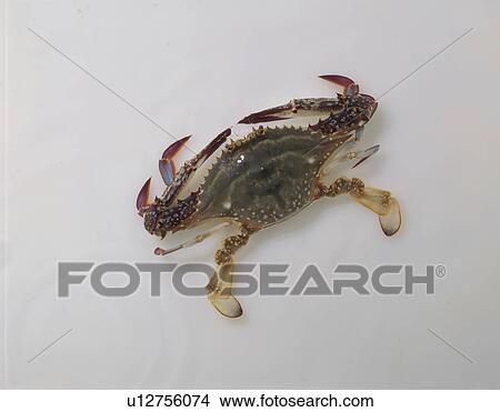 Swimming Crab View Large Photo Image Picture - Swimming Crab. Fotosearch