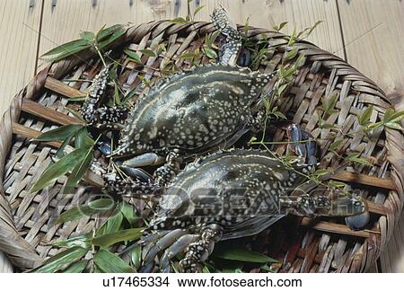 Swimming Crab View Large Photo Image Picture - Swimming Crab. Fotosearch