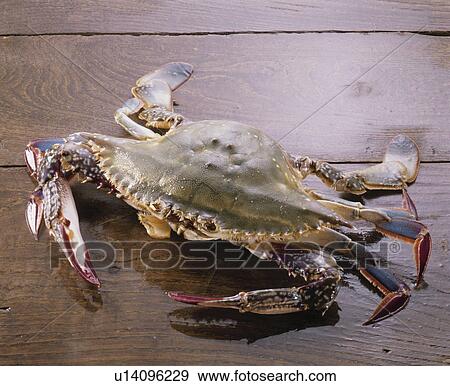 Swimming Crab View Large Photo Image Stock Photo - Swimming Crab. Fotosearch