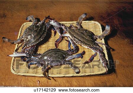 Stock Photo - Swimming Crab. Fotosearch