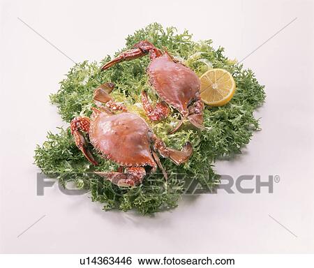 Swimming Crab View Large Photo Image Stock Photograph - Swimming Crab. Fotosearch