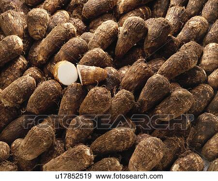 Stock Photo - Taro. Fotosearch