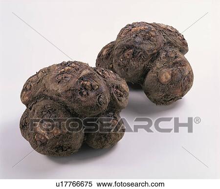 Stock Photography - Taro. Fotosearch