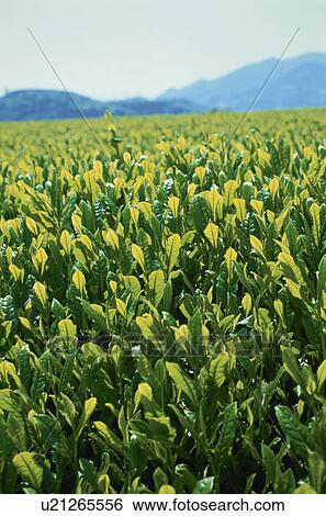 Stock Photograph - Tea Garden, Fuji,. Fotosearch