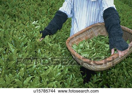 Picture - Tea Garden, Nagasaki Prefecture,. Fotosearch