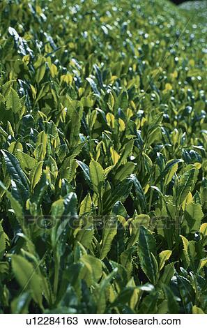 Stock Image - Tea Garden, Nagasaki Prefecture,. Fotosearch