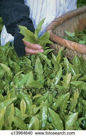 Stock Image - Tea Garden, Nagasaki Prefecture,. Fotosearch