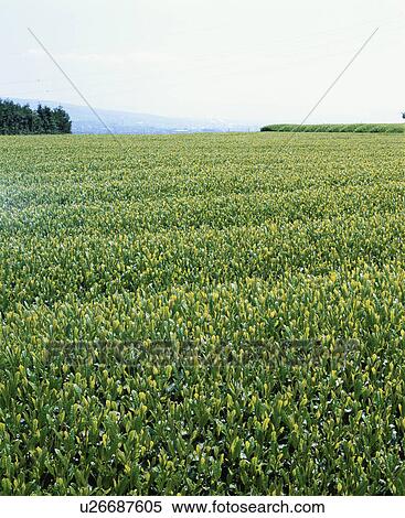 Stock Photography - Tea Garden. Fotosearch