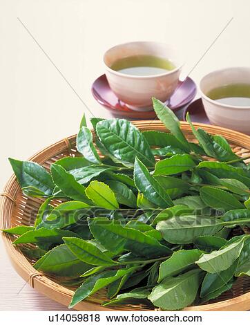 Tea Leaves View Large Photo Image Stock Photo - Tea Leaves. Fotosearch