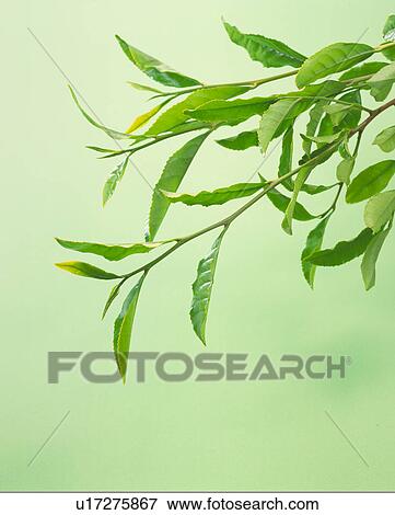 Tea Leaves View Large Photo Image Stock Photo - Tea Leaves. Fotosearch
