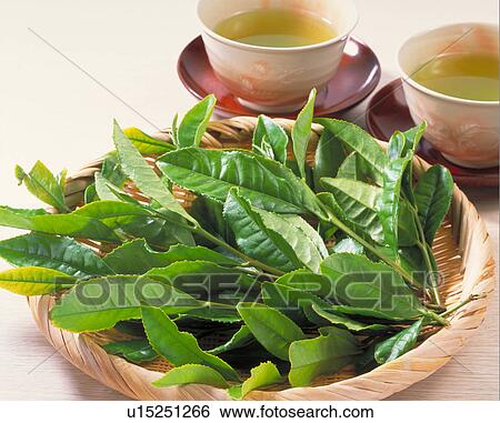 Stock Photograph - Tea Leaves. Fotosearch