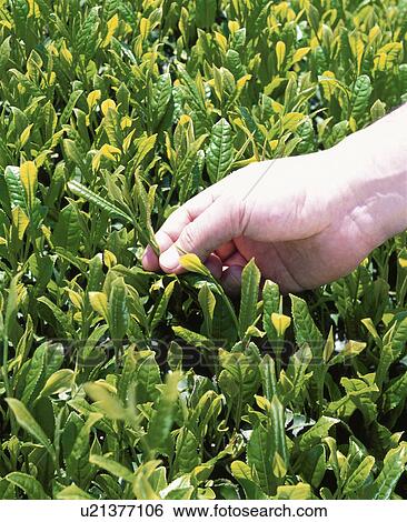 Stock Photograph - Tea Picking. Fotosearch