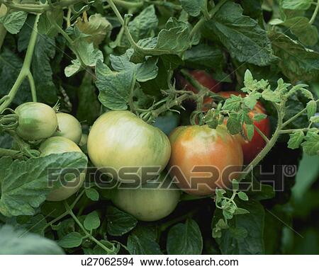 Picture - Tomato. Fotosearch