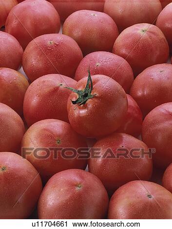 Tomato View Large Photo Image Stock Image - Tomato. Fotosearch