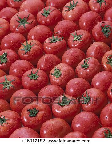 Tomato View Large Photo Image Stock Image - Tomato. Fotosearch