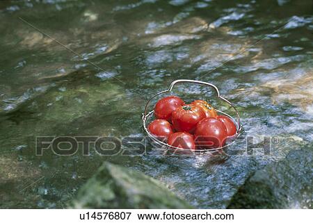 Stock Photo - Tomato. Fotosearch