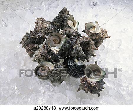 Stock Image - Top Shell. Fotosearch