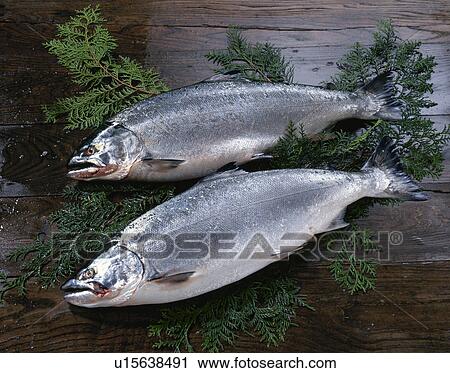 Trout View Large Photo Image Stock Image - Trout. Fotosearch