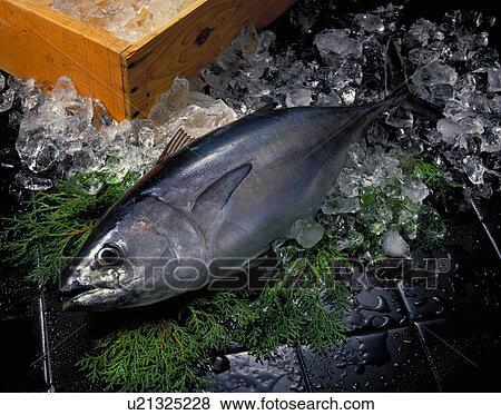 Stock Photo - Tuna. Fotosearch