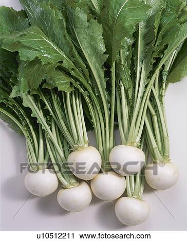Turnip View Large Photo Image Stock Image - Turnip. Fotosearch