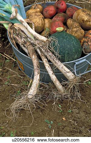 Stock Photograph - Vegetable Set. Fotosearch