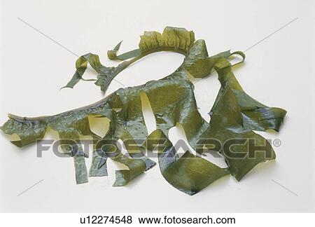 Stock Photo - Wakame Seaweed. Fotosearch