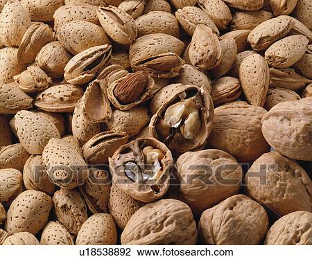 Stock Image - Walnut, Almond. Fotosearch