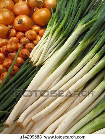 Welsh Onion, Onion View Large Photo Image Stock Image - Welsh Onion, Onion. Fotosearch