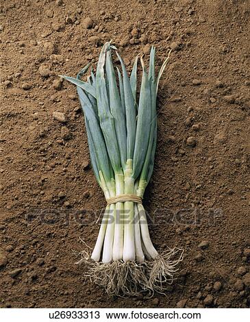 Welsh Onion, South Korea View Large Photo Image Stock Image - Welsh Onion, South Korea. Fotosearch