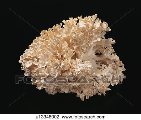 Stock Image - White Maitake Mushroom, Mushroom. Fotosearch