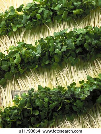 Picture - White Radish Sprouts. Fotosearch