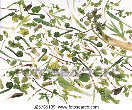 Stock Photo - Wild Grass Set. Fotosearch