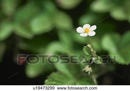 Wild Strawberry View Large Photo Image Stock Photo - Wild Strawberry. Fotosearch