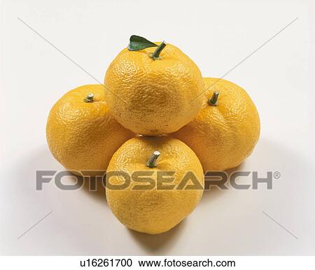 Yellow Yuzu Citron View Large Photo Image Stock Image - Yellow Yuzu Citron. Fotosearch