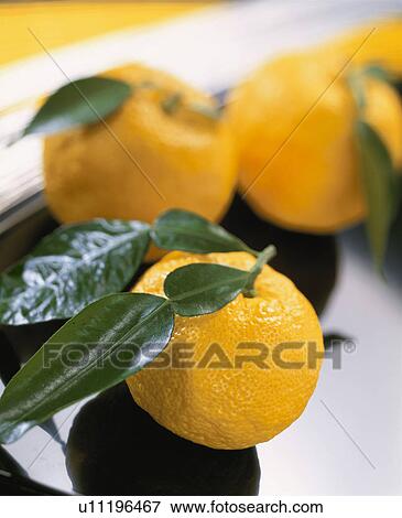 Stock Photo - Yellow Yuzu Citron. Fotosearch