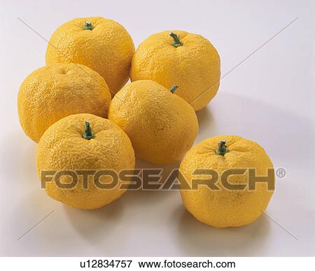 Stock Photo - Yellow Yuzu Citron. Fotosearch