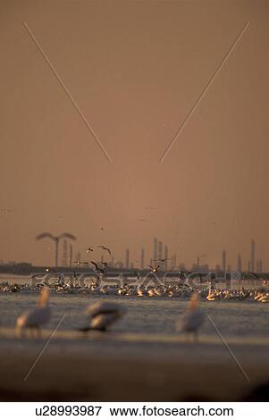 Stock Photo - Seabirds on Jetty with Oil Refinery in Background. Fotosearch