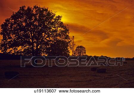 Silhouette of Onshore Oil Drilling Rig and Large Tree View Large Photo Image Stock Photo - Silhouette of Onshore Oil Drilling Rig and Large Tree . Fotosearch