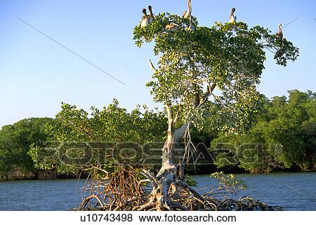 Stock Photo - 10, tree, pelicans, topped, mangrove, water. Fotosearch