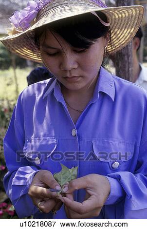 4024, woman, school, person, people, business View Large Photo Image Stock Photo - 4024, woman, school, person, people, business. Fotosearch