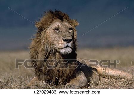 Stock Image - african, lion, africa, east, tanzania, male. Fotosearch